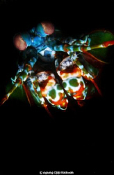 Mantis Shrimp just came out from black hole .. by Agung Djaja Rachwan 